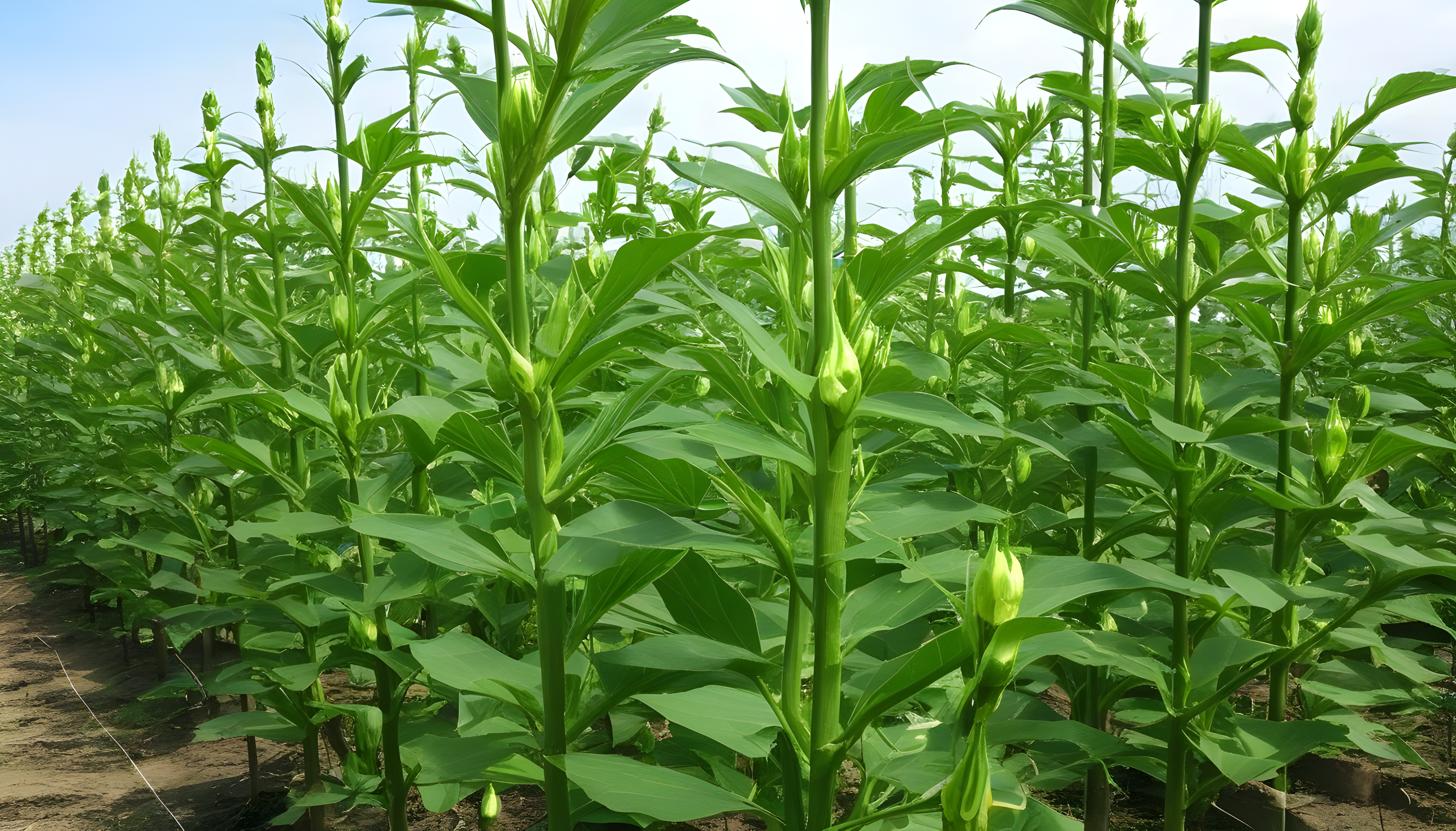 okra-crop-branching-1 Zinc Gold