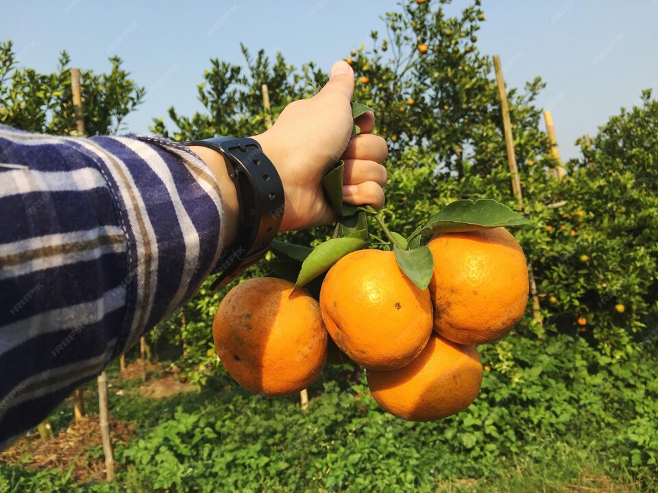 freepicdownloader.com-cropped-image-hand-holding-fruit-large Fruitmax