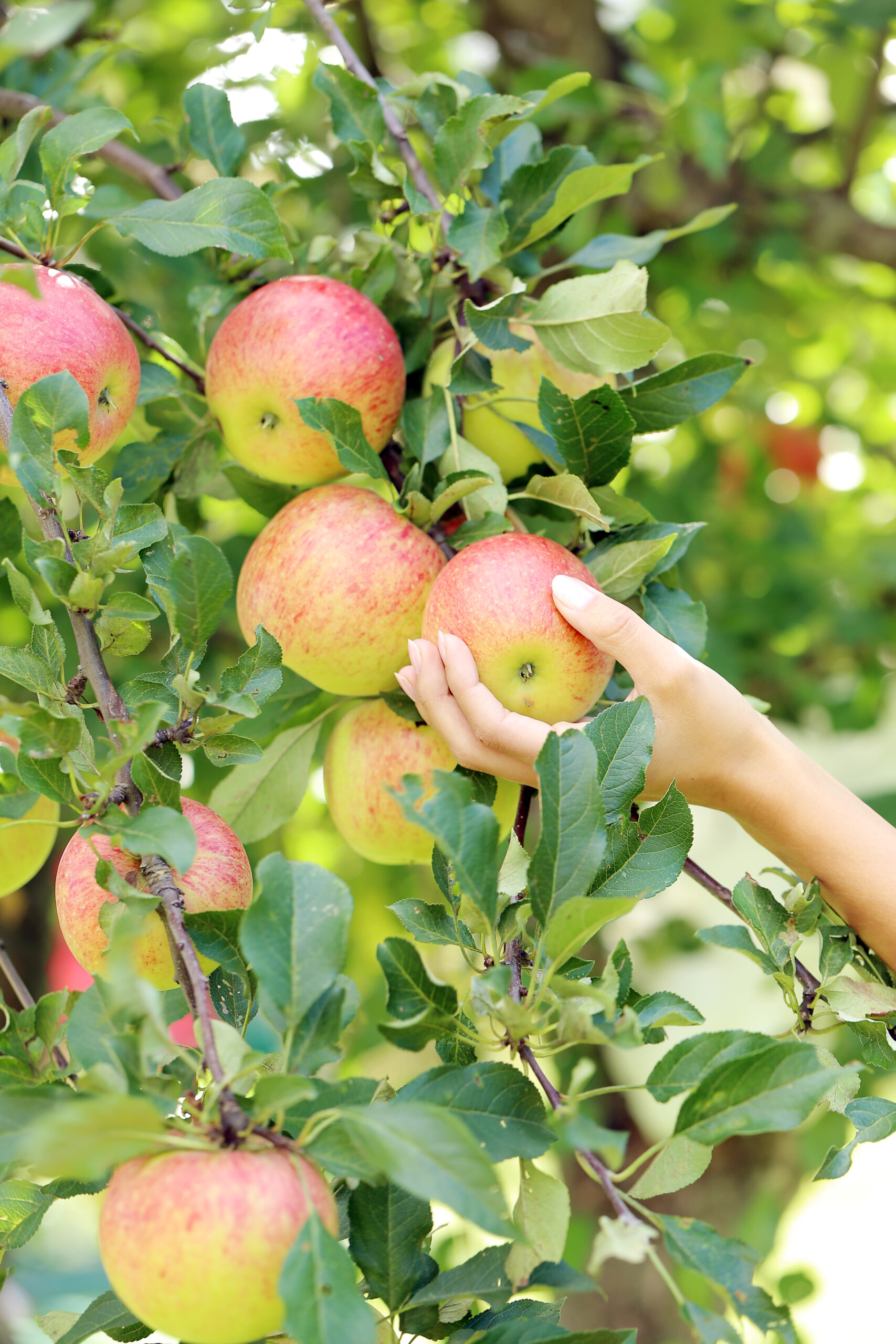hand-apple-scaled Fruitmax